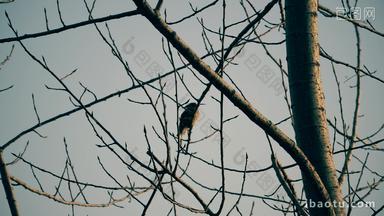 树枝上的啄木鸟画眉鸟4K